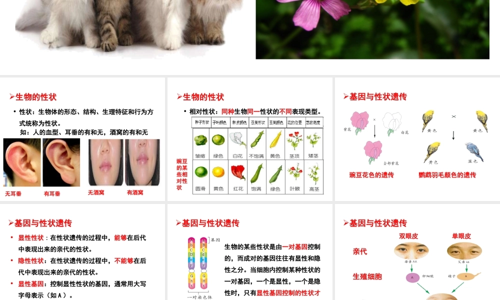 八年级生物上册 4.4.2 性状的遗传课件 （新版）济南版-（新版）济南级上册生物课件