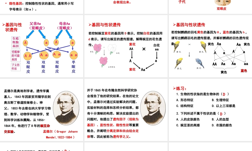 八年级生物上册 4.4.2 性状的遗传课件 （新版）济南版-（新版）济南级上册生物课件