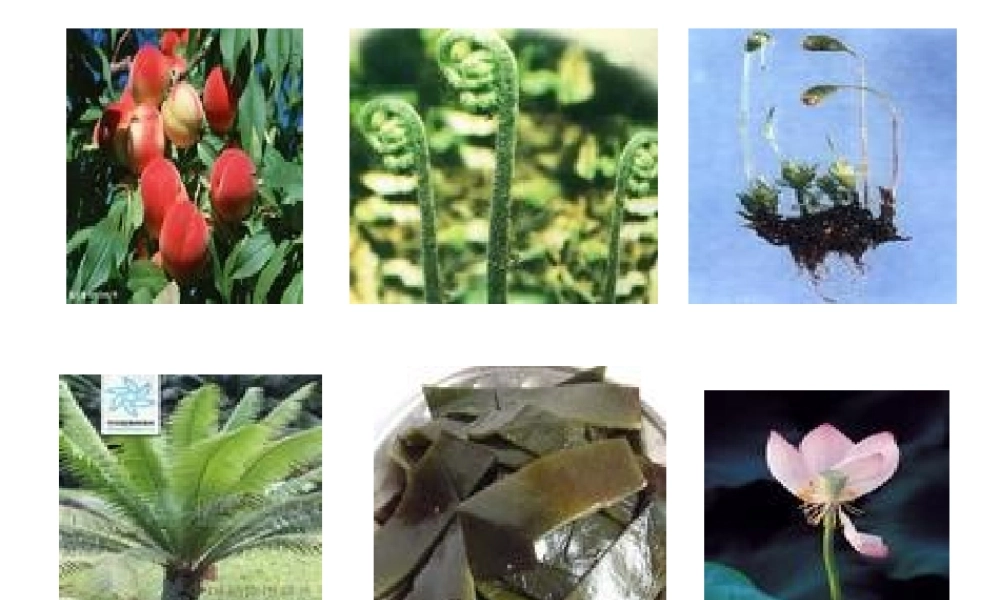 八年级生物上册 14.1 五彩缤纷的植物世界课件 （新版）苏教版-（新版）苏教级上册生物课件