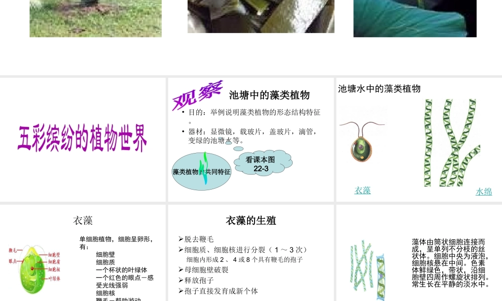 八年级生物上册 14.1 五彩缤纷的植物世界课件 （新版）苏教版-（新版）苏教级上册生物课件