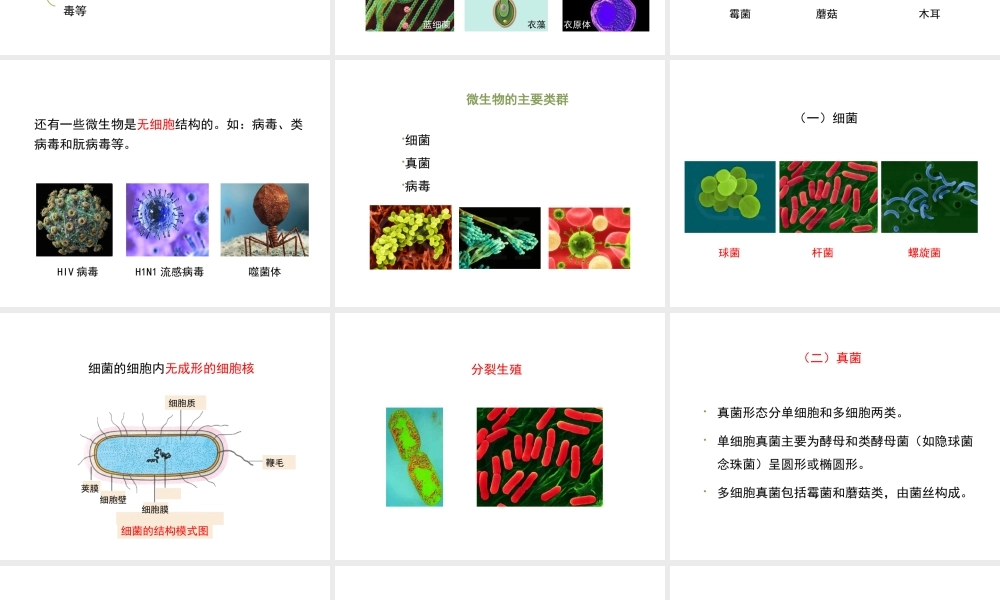 八年级生物上册 18.1 微生物在生物圈中的作用（第1课时）课件（2）（新版）北师大版-（新版）北师大版初中八年级上册生物课件