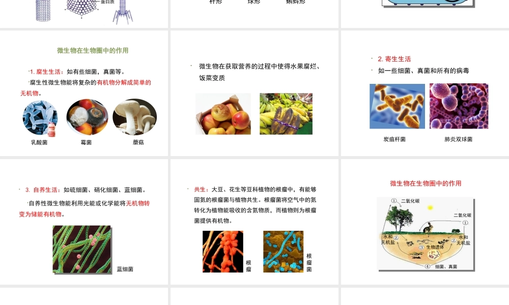 八年级生物上册 18.1 微生物在生物圈中的作用（第2课时）课件（1）（新版）北师大版-（新版）北师大级上册生物课件