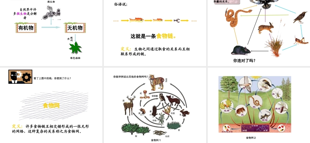 八年级生物上册 19.1 生态系统的组成课件（1）（新版）苏教版-（新版）苏教级上册生物课件