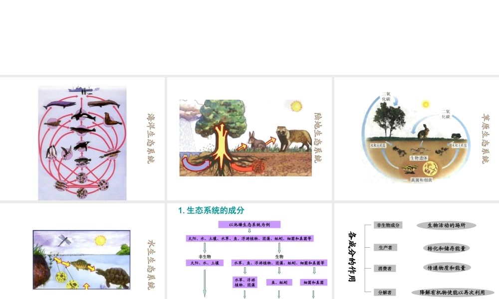 八年级生物上册 19.1 生态系统的组成课件（2）（新版）苏教版-（新版）苏教版初中八年级上册生物课件