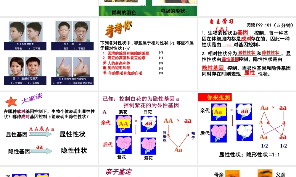 八年级生物上册 4.4.2《性状的遗传》课件1 （新版）济南版-（新版）济南级上册生物课件