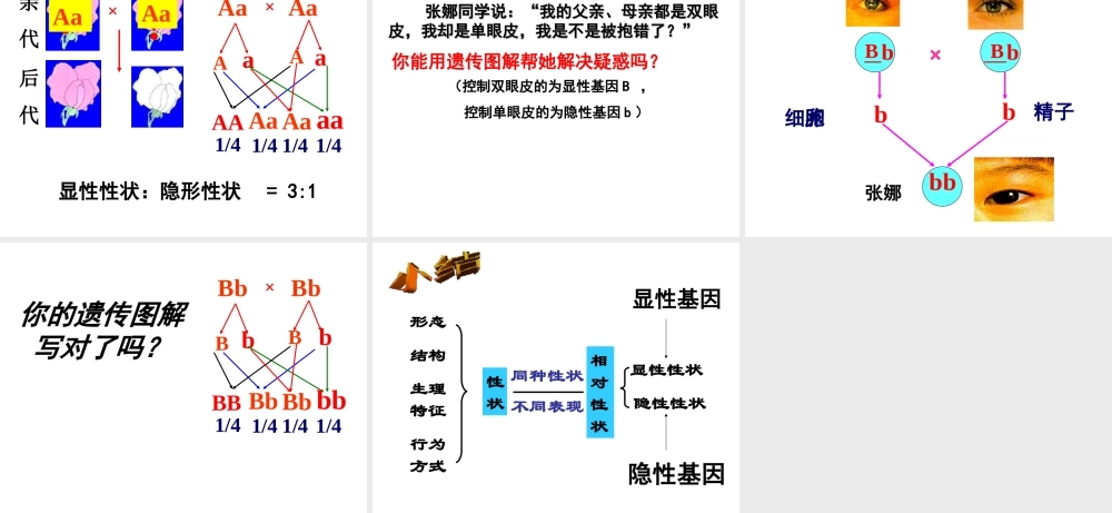 八年级生物上册 4.4.2《性状的遗传》课件1 （新版）济南版-（新版）济南级上册生物课件
