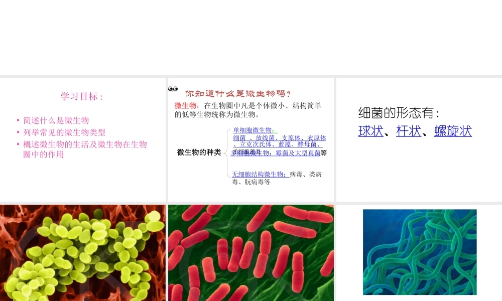 八年级生物上册 18.1 微生物在生物圈中的作用课件 北师大版