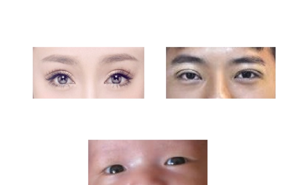 八年级生物上册 4.4.2《性状的遗传》课件2 （新版）济南版-（新版）济南级上册生物课件