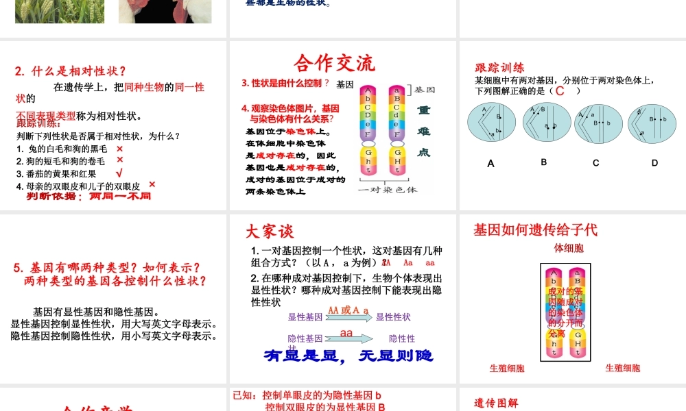 八年级生物上册 4.4.2《性状的遗传》课件2 （新版）济南版-（新版）济南级上册生物课件