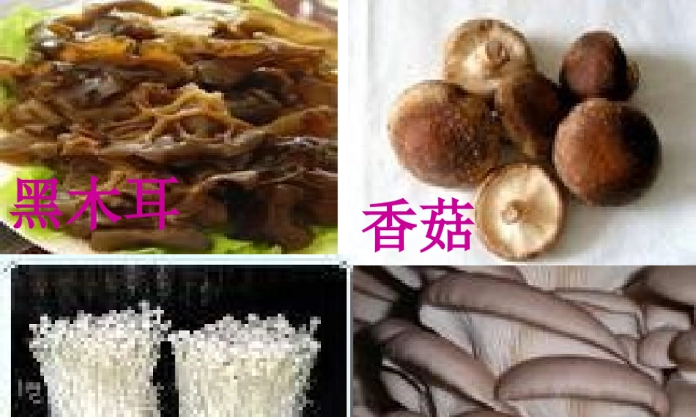 八年级生物上册 18.1 微生物在生物圈中的作用课件 北师大版-北师大版初中八年级上册生物课件