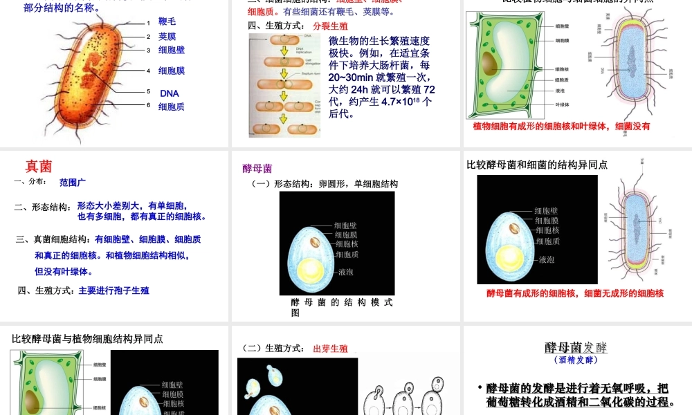 八年级生物上册 18.1 微生物在生物圈中的作用课件 北师大版-北师大版初中八年级上册生物课件