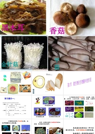 八年级生物上册 18.1 微生物在生物圈中的作用课件 北师大版-北师大版初中八年级上册生物课件