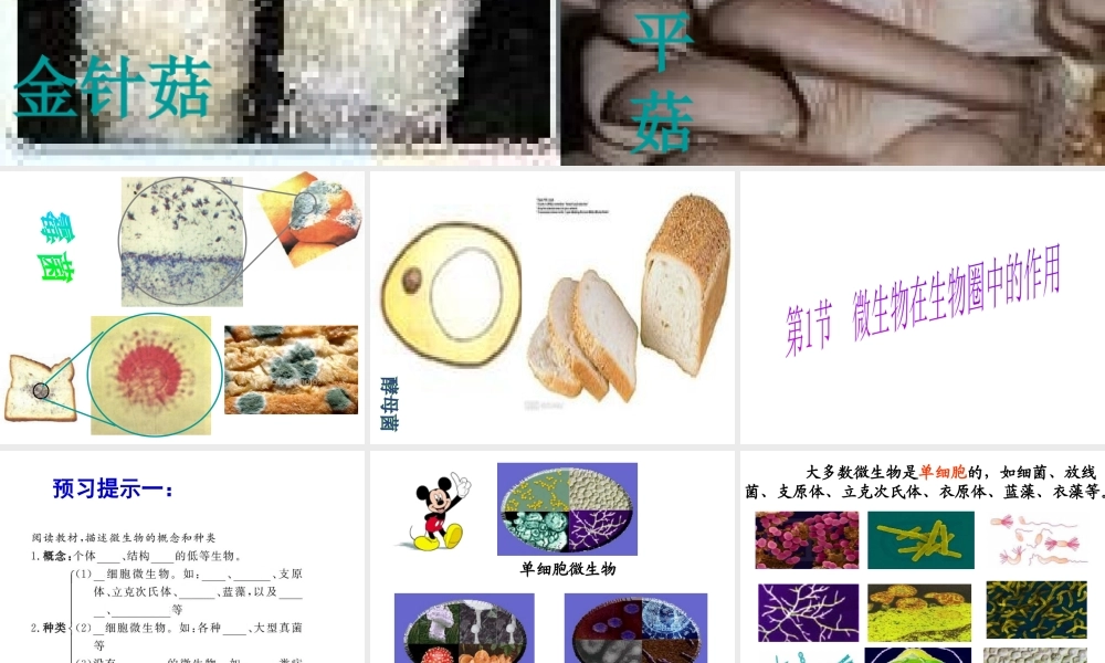 八年级生物上册 18.1 微生物在生物圈中的作用课件 北师大版-北师大级上册生物课件