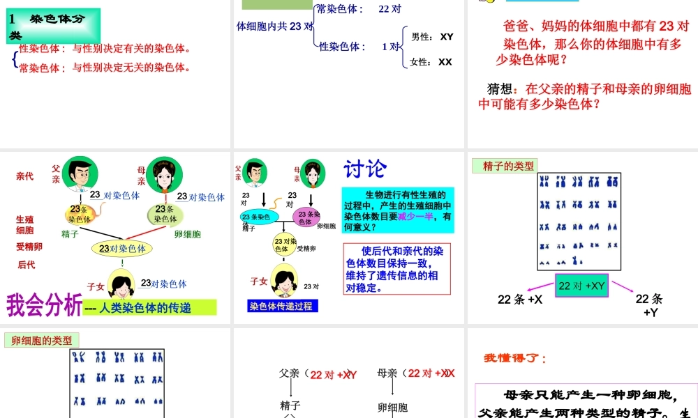八年级生物上册 4.4.3 人类染色体与性别决定课件 （新版）济南版-（新版）济南级上册生物课件