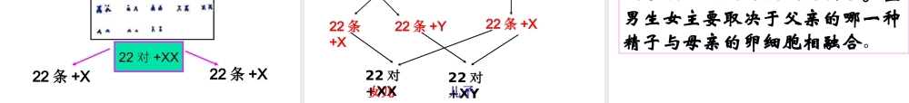 八年级生物上册 4.4.3 人类染色体与性别决定课件 （新版）济南版-（新版）济南级上册生物课件