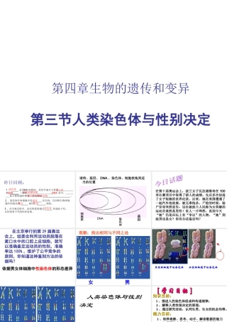 八年级生物上册 4.4.3 人类染色体与性别决定课件 （新版）济南版-（新版）济南级上册生物课件