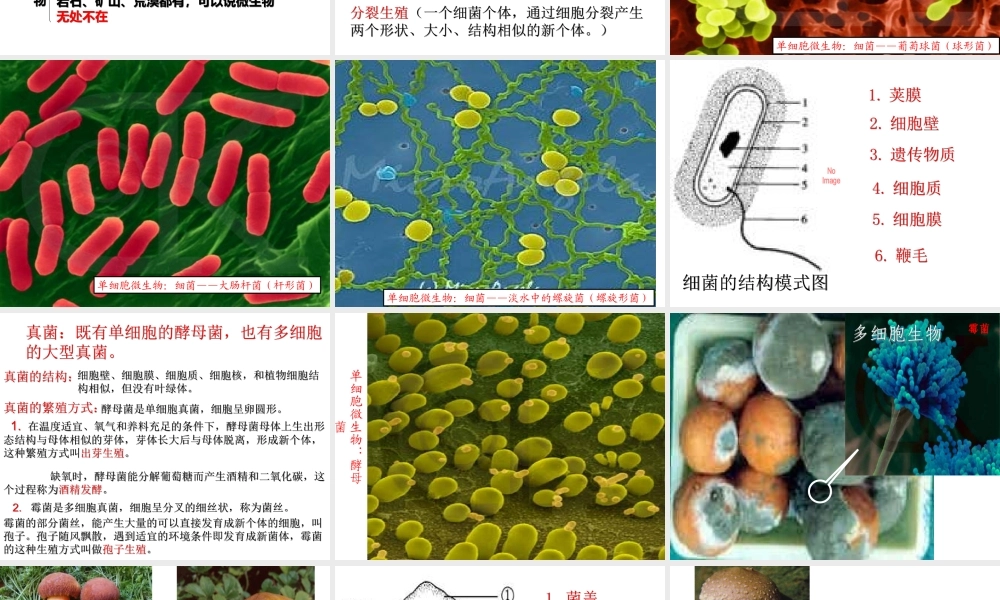 八年级生物上册 18.1《微生物在生物圈中的作用》课件1 （新版）北师大版-（新版）北师大版初中八年级上册生物课件