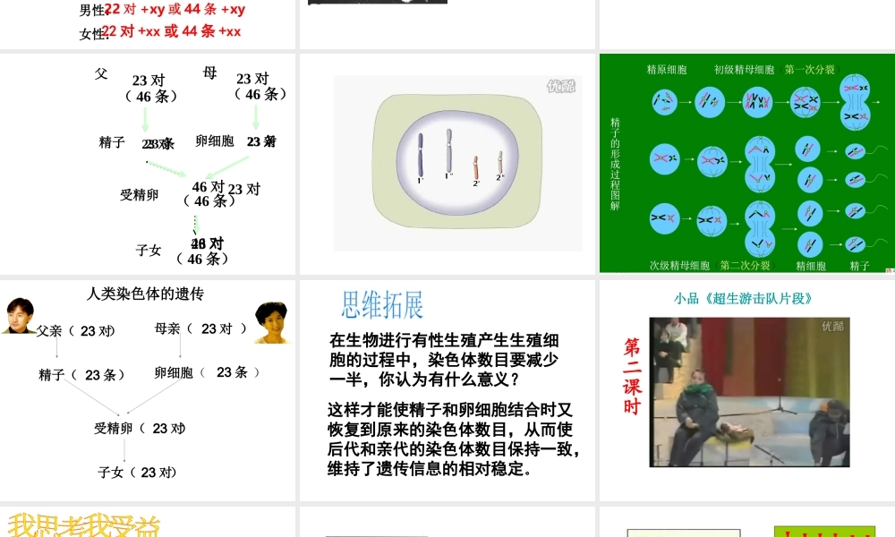 八年级生物上册 4.4.3 人类染色体与性别决定课件 （新版）济南版