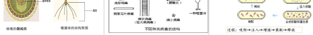 八年级生物上册 18.1《微生物在生物圈中的作用》课件3 （新版）北师大版-（新版）北师大版初中八年级上册生物课件