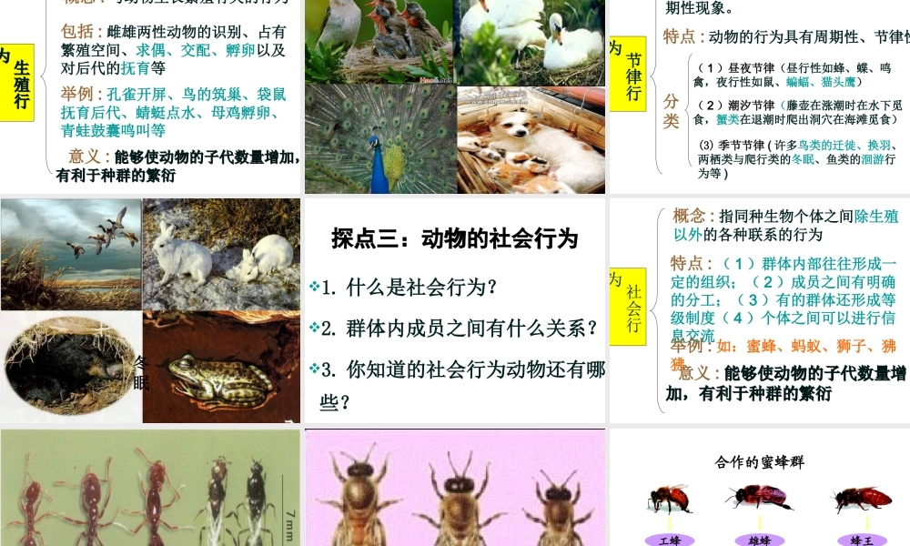 八年级生物上册 18.1动物行为的主要类型课件 （新版）苏教版-（新版）苏教版初中八年级上册生物课件