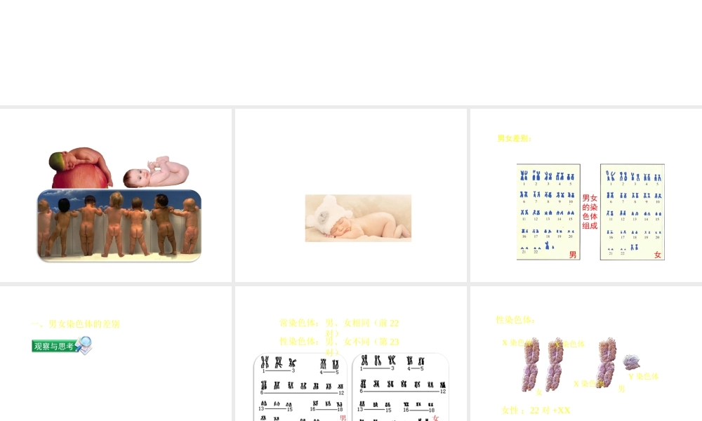 八年级生物上册 4.4.3《人类染色体与性别决定》课件1 （新版）济南版-（新版）济南级上册生物课件