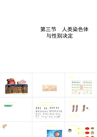 八年级生物上册 4.4.3《人类染色体与性别决定》课件1 （新版）济南版-（新版）济南级上册生物课件