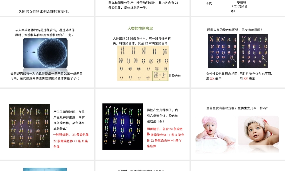 八年级生物上册 4.4.3《人类染色体与性别决定》课件2 （新版）济南版-（新版）济南版初中八年级上册生物课件