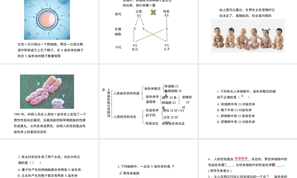 八年级生物上册 4.4.3《人类染色体与性别决定》课件2 （新版）济南版-（新版）济南级上册生物课件