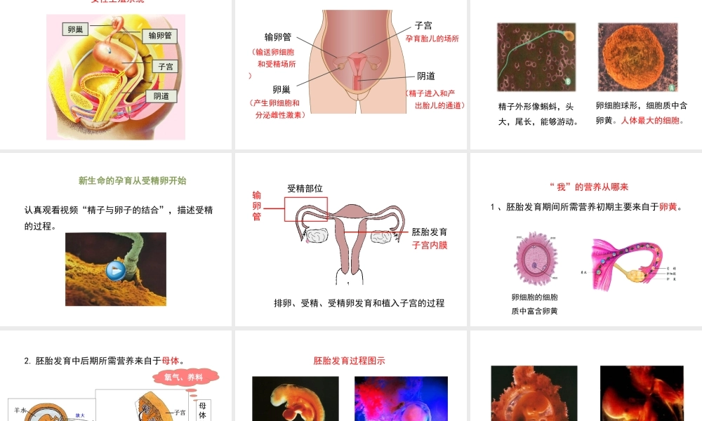 八年级生物上册 19.1《人的生殖和发育》课件1 （新版）北师大版-（新版）北师大版初中八年级上册生物课件