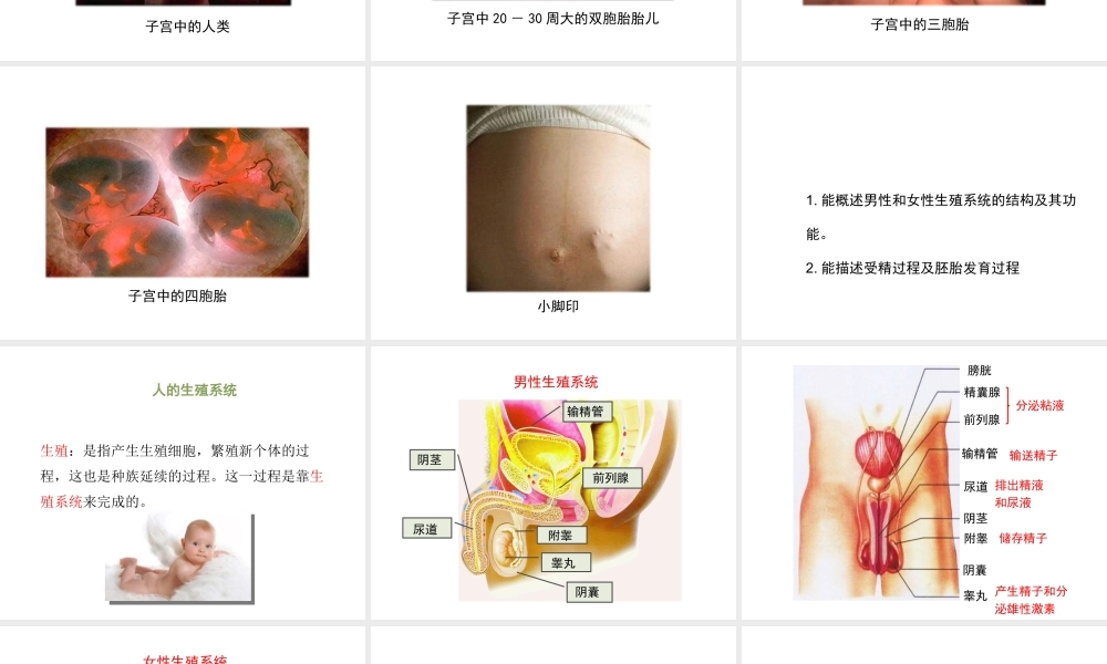 八年级生物上册 19.1《人的生殖和发育》课件1 （新版）北师大版-（新版）北师大级上册生物课件