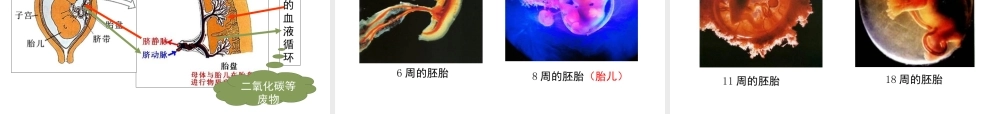 八年级生物上册 19.1《人的生殖和发育》课件1 （新版）北师大版-（新版）北师大级上册生物课件