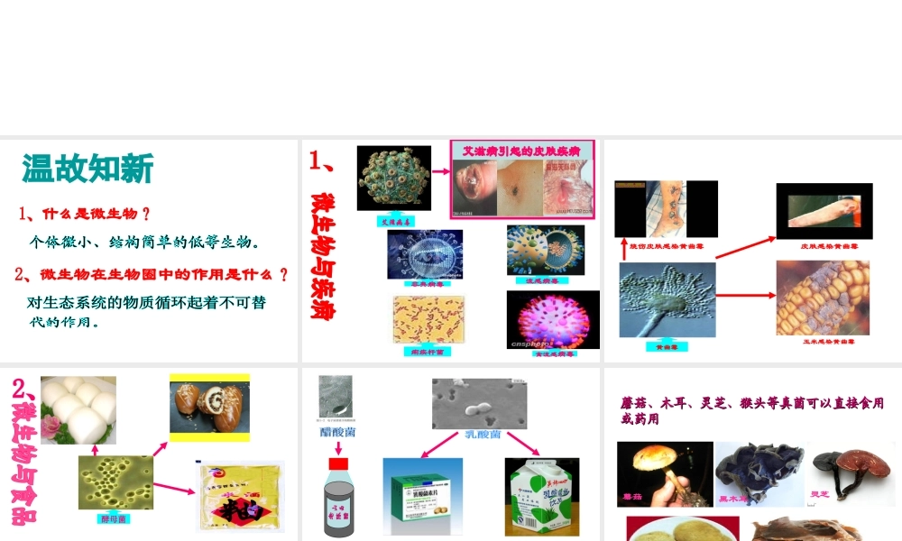 八年级生物上册 18.2《微生物与人类的关系》课件3 （新版）北师大版-（新版）北师大版初中八年级上册生物课件