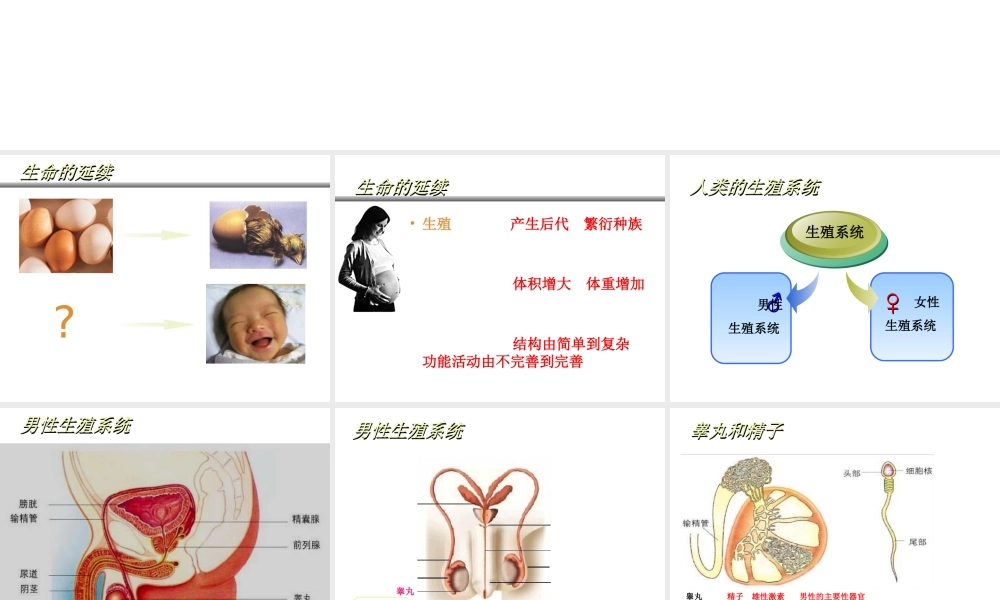 八年级生物上册 19.1《人的生殖和发育》课件2 （新版）北师大版-（新版）北师大版初中八年级上册生物课件