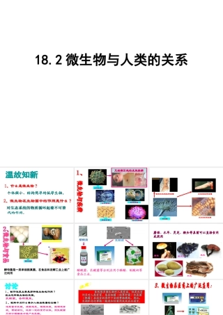 八年级生物上册 18.2《微生物与人类的关系》课件3 （新版）北师大版-（新版）北师大级上册生物课件