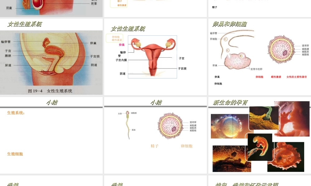 八年级生物上册 19.1《人的生殖和发育》课件2 （新版）北师大版-（新版）北师大级上册生物课件