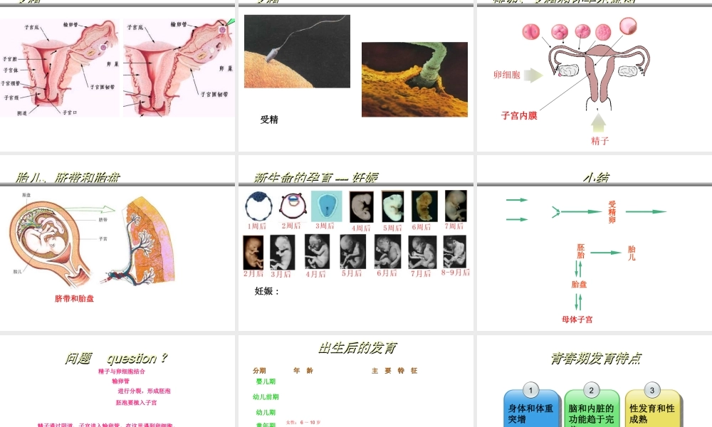 八年级生物上册 19.1《人的生殖和发育》课件2 （新版）北师大版-（新版）北师大级上册生物课件
