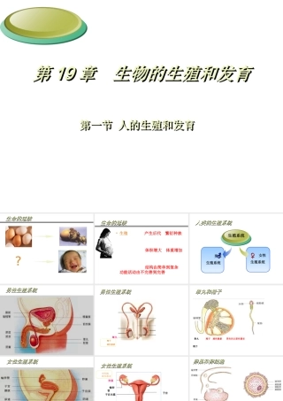 八年级生物上册 19.1《人的生殖和发育》课件2 （新版）北师大版-（新版）北师大级上册生物课件