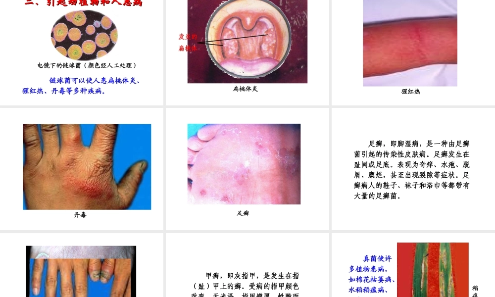 八年级生物上册 4.4.4 细菌和真菌在自然界中的作用课件 新人教版