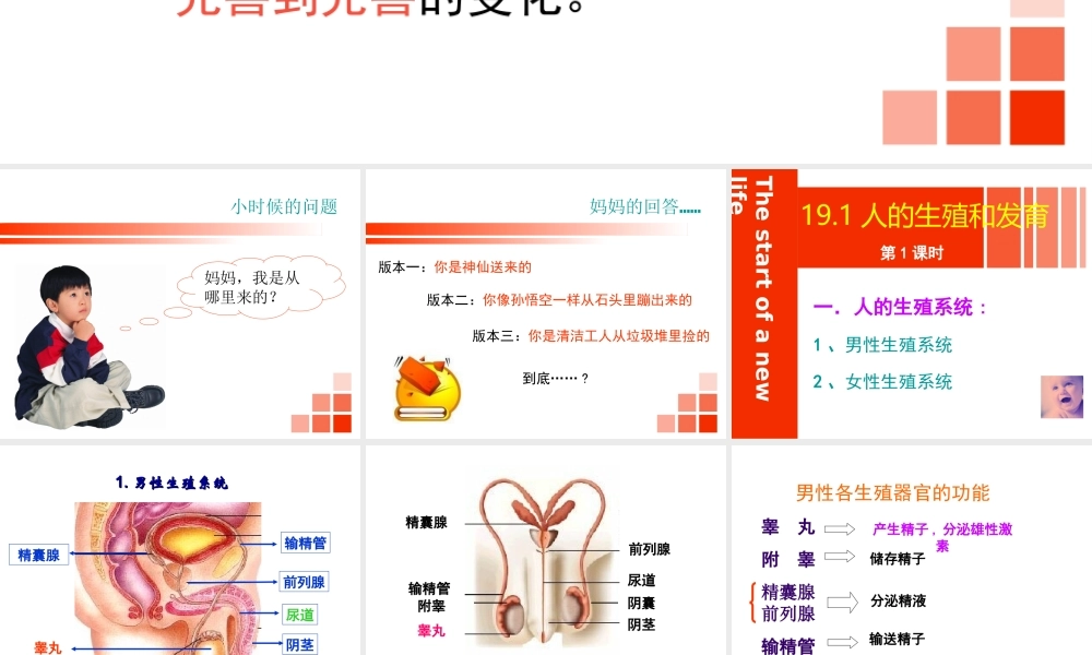 八年级生物上册 19.1《人的生殖和发育》课件3 （新版）北师大版-（新版）北师大版初中八年级上册生物课件
