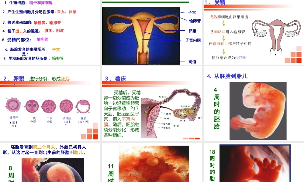 八年级生物上册 19.1《人的生殖和发育》课件3 （新版）北师大版-（新版）北师大版初中八年级上册生物课件