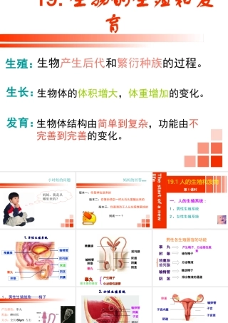 八年级生物上册 19.1《人的生殖和发育》课件3 （新版）北师大版-（新版）北师大版初中八年级上册生物课件