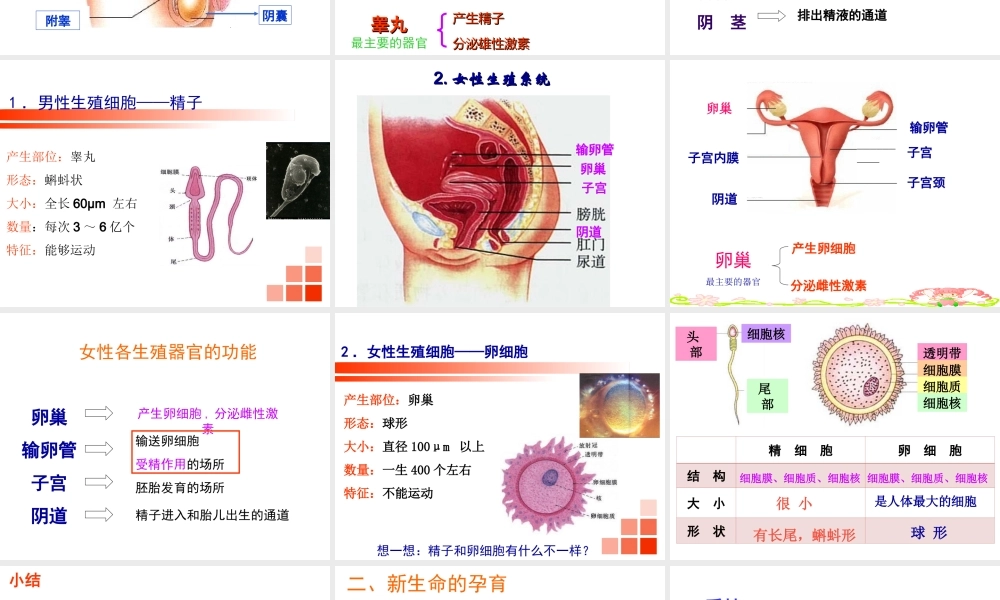 八年级生物上册 19.1《人的生殖和发育》课件3 （新版）北师大版-（新版）北师大级上册生物课件