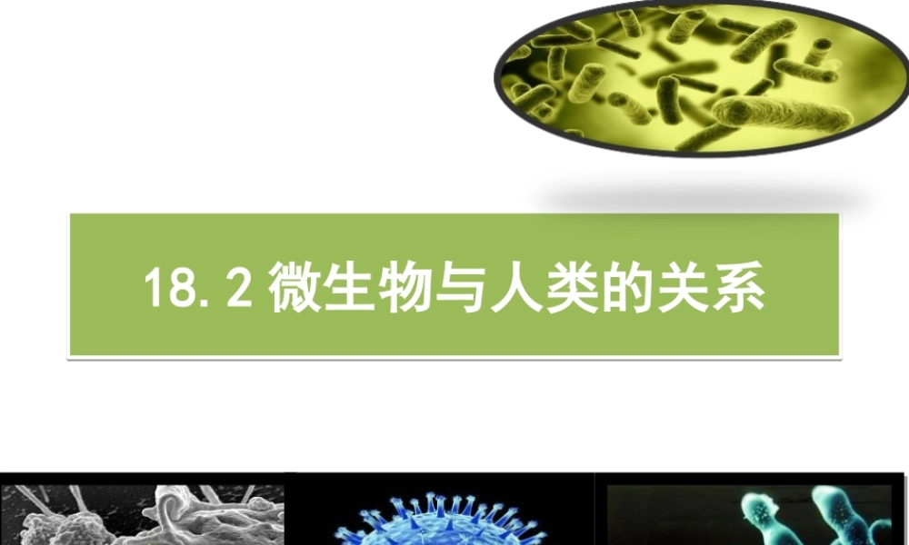 八年级生物上册 18.2《微生物与人类的关系》课件4 （新版）北师大版-（新版）北师大级上册生物课件