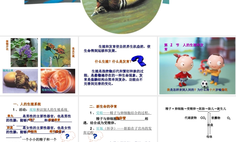 八年级生物上册 19.1《人的生殖和发育》课件4 （新版）北师大版-（新版）北师大版初中八年级上册生物课件