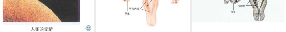 八年级生物上册 19.1《人的生殖和发育》课件4 （新版）北师大版-（新版）北师大版初中八年级上册生物课件