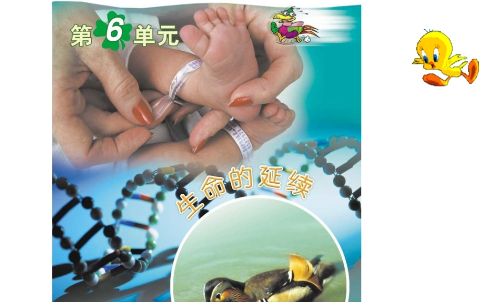 八年级生物上册 19.1《人的生殖和发育》课件4 （新版）北师大版-（新版）北师大级上册生物课件