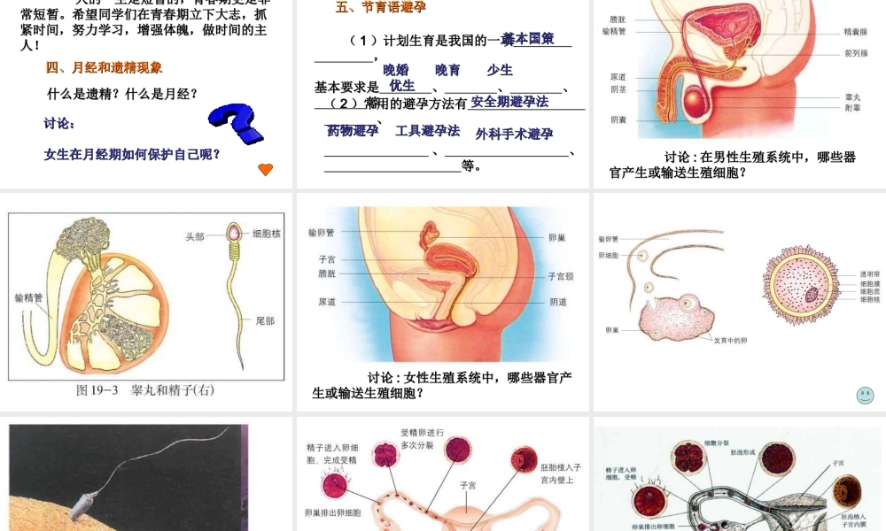 八年级生物上册 19.1《人的生殖和发育》课件4 （新版）北师大版-（新版）北师大级上册生物课件