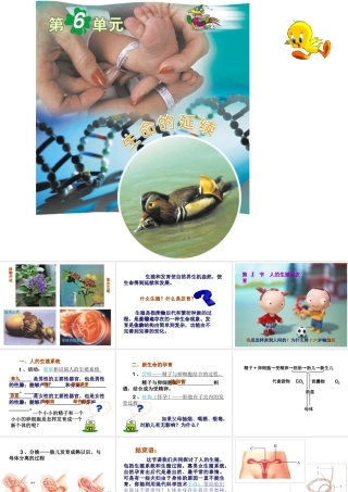 八年级生物上册 19.1《人的生殖和发育》课件4 （新版）北师大版-（新版）北师大级上册生物课件