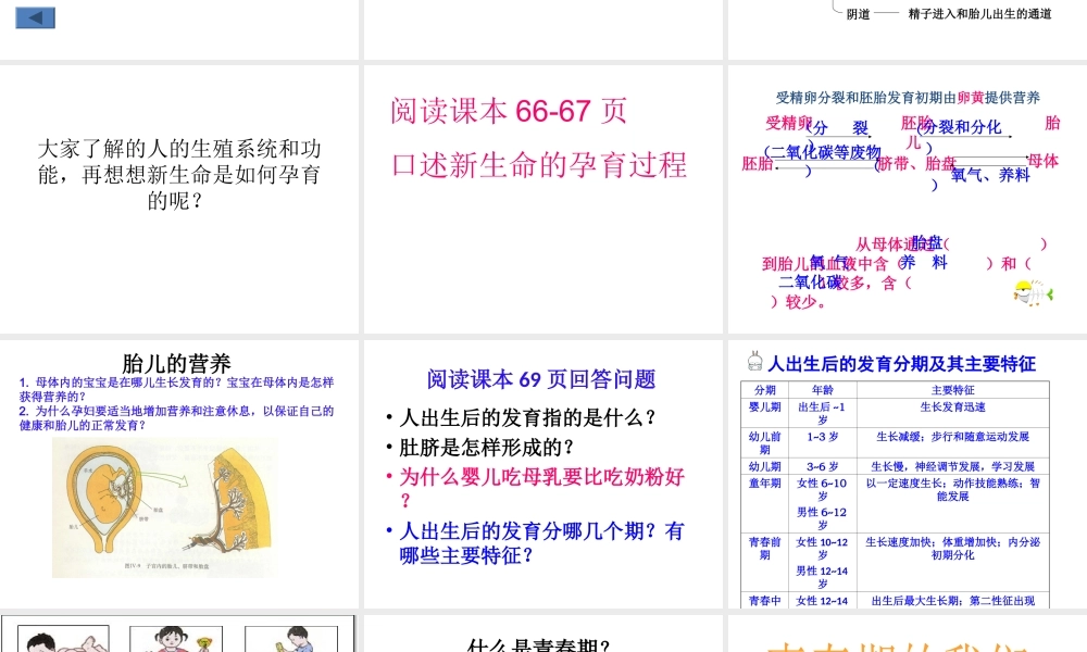 八年级生物上册 19.1 人的生殖和发育（第1课时）课件 北师大版