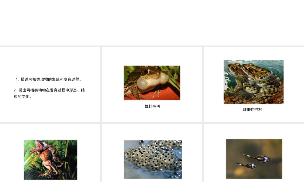 八年级生物上册 19.2 动物的生殖和发育（第2课时）课件（2）（新版）北师大版-（新版）北师大版初中八年级上册生物课件